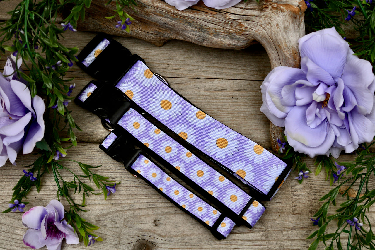 Purple Daisy 3/4", 1" and 1.5" Collar