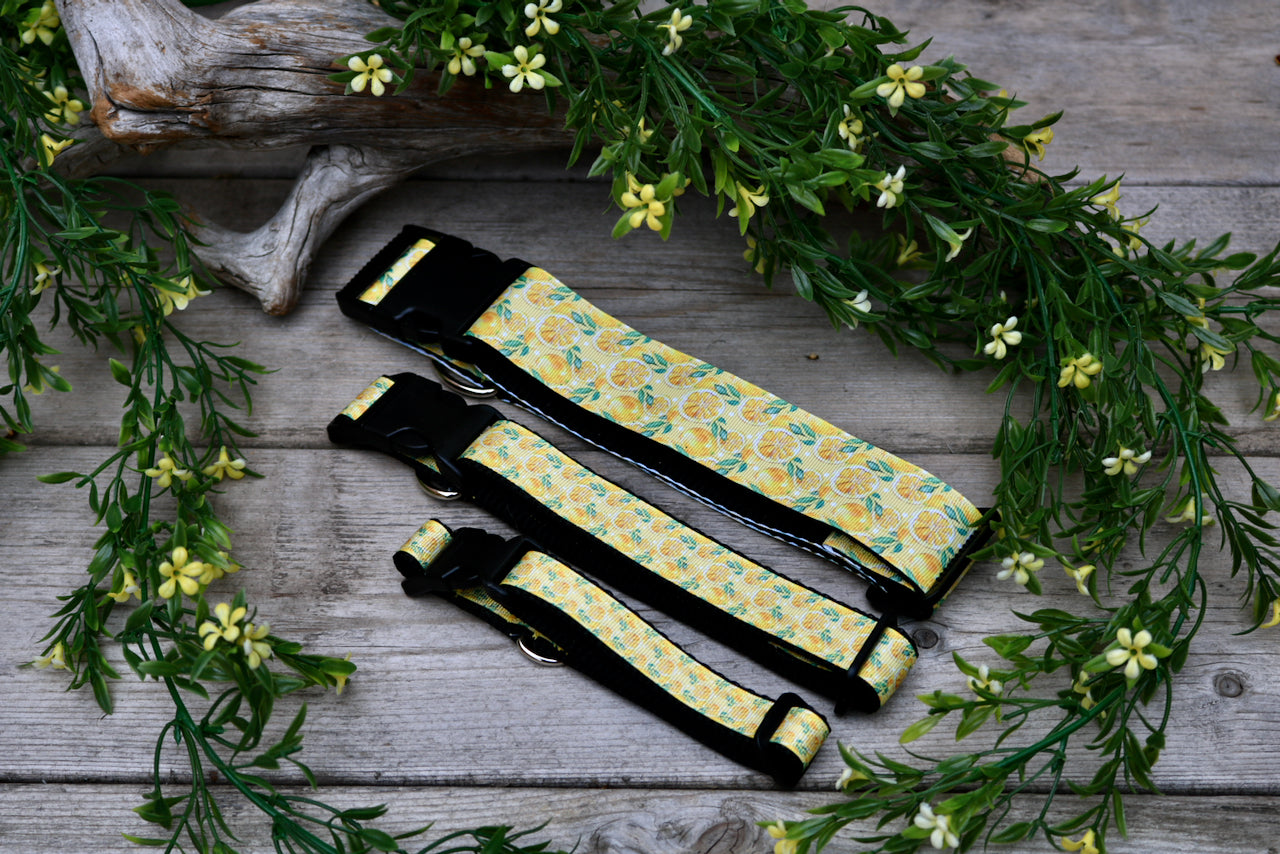 Lemons 3/4", 1" and 1.5" Collar