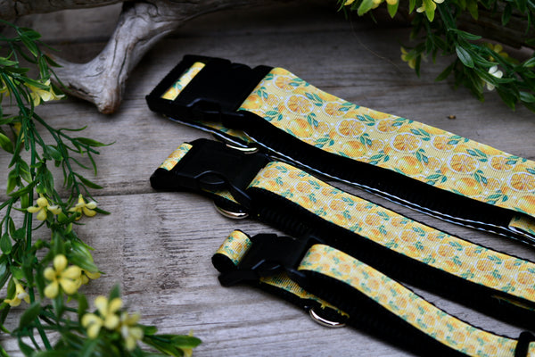 Lemons 3/4", 1" and 1.5" Collar