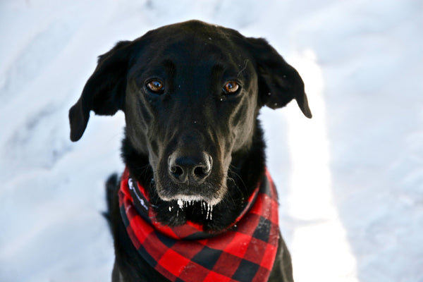 Red Buffalo Plaid